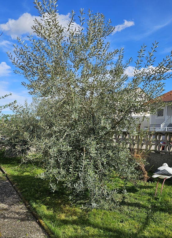 Oliven aus sterreich - OLIVENBAUM KAUFEN