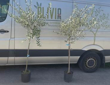 Oliven aus sterreich - OLIVENBAUM KAUFEN