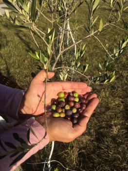 Olivenbaum Patenschaft