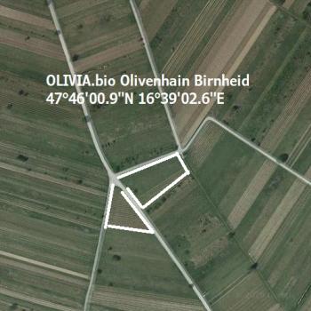 Olivenhain Birnheid Info und Wegbeschreibung