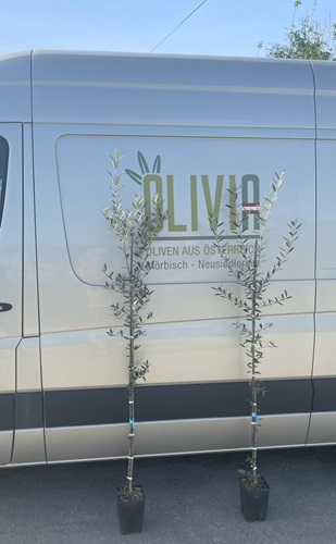 olivenbaum wachsen Olivenbaum 