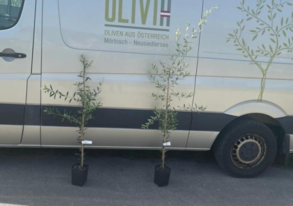 OLIVE "Arbequina"