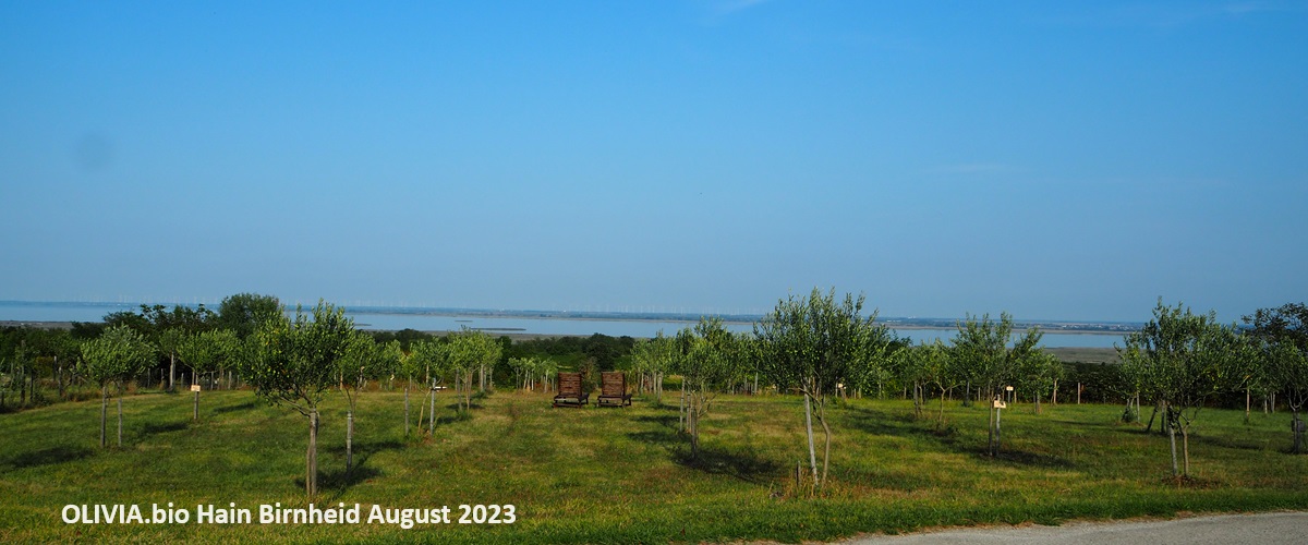 Oliven aus sterreich - Olivenbume im Burgenland