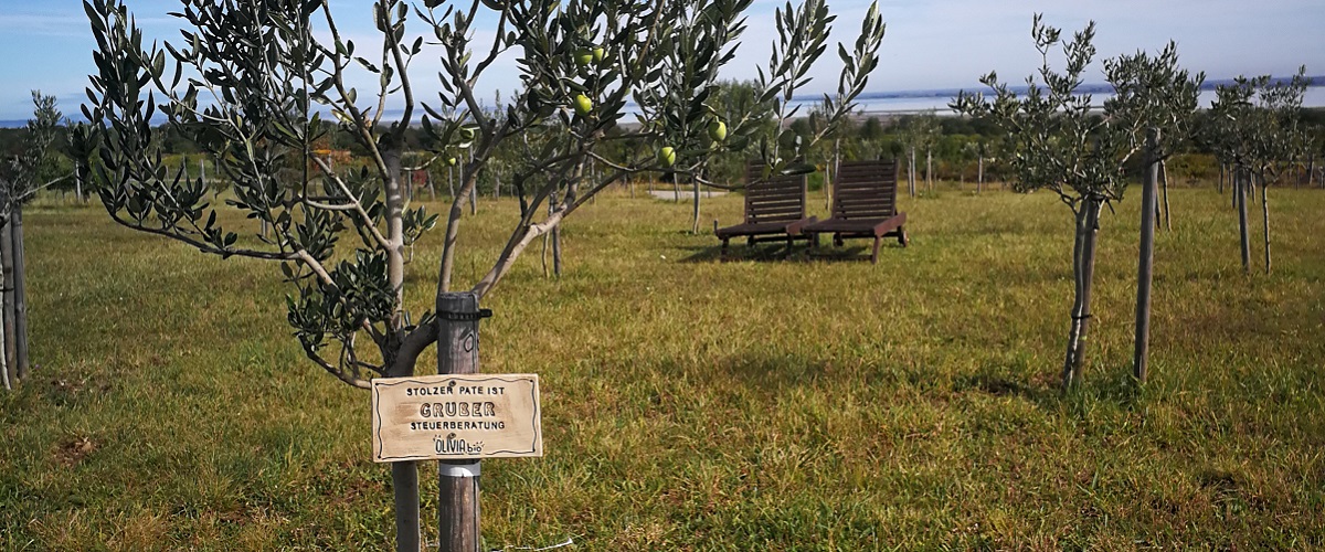 Oliven aus sterreich - Patenschaft fr einen sterreichischen Olivenbaum